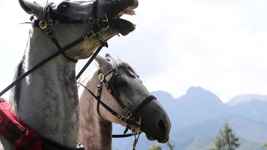 zawody fiakr�w
Zakopane, 17.08.2018. Mistrzostwa Podhala w powo�eniu i konkurs na Fiakra Roku odby� si�, 17 bm. w Zakopanem w ramach 50 Mi�dzynarodowego Festiwalu Folkloru Ziem G�rskich. (cat)  PAP/Grzegorz Momot
Grzegorz Momot
50 Mi�dzynarodowy Festiwal Folkloru Ziem G�rskich, doro�ka, doro�karz, fiakier, fiakr, konie, ko�, Mistrzostwa Podhala, powo�enie, pow�z, zawody