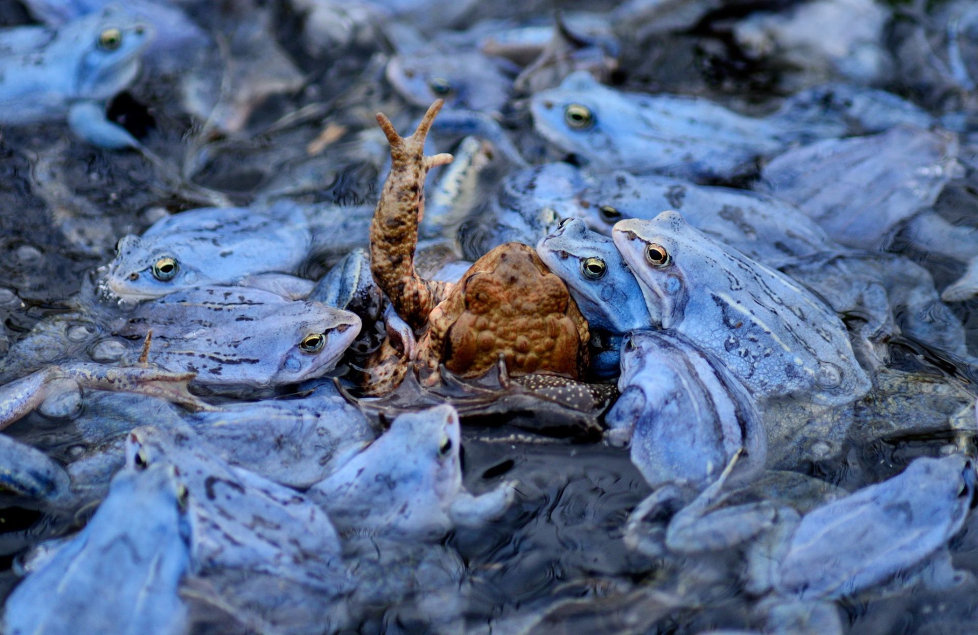 Zachwycająca natura Ziemi na zdjęciach z konkursu Nature Photographer of the Year 2015 17