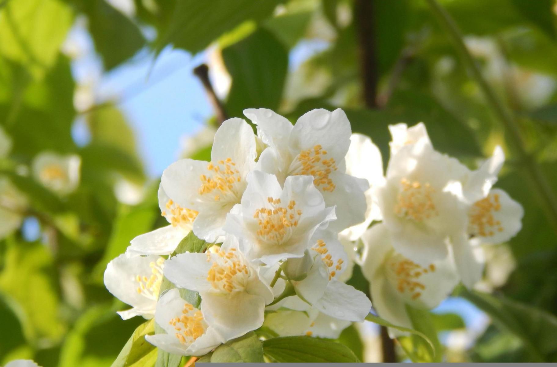 Zarówno jaśmin, jak i jaśminowiec mają białe, wonne kwiaty