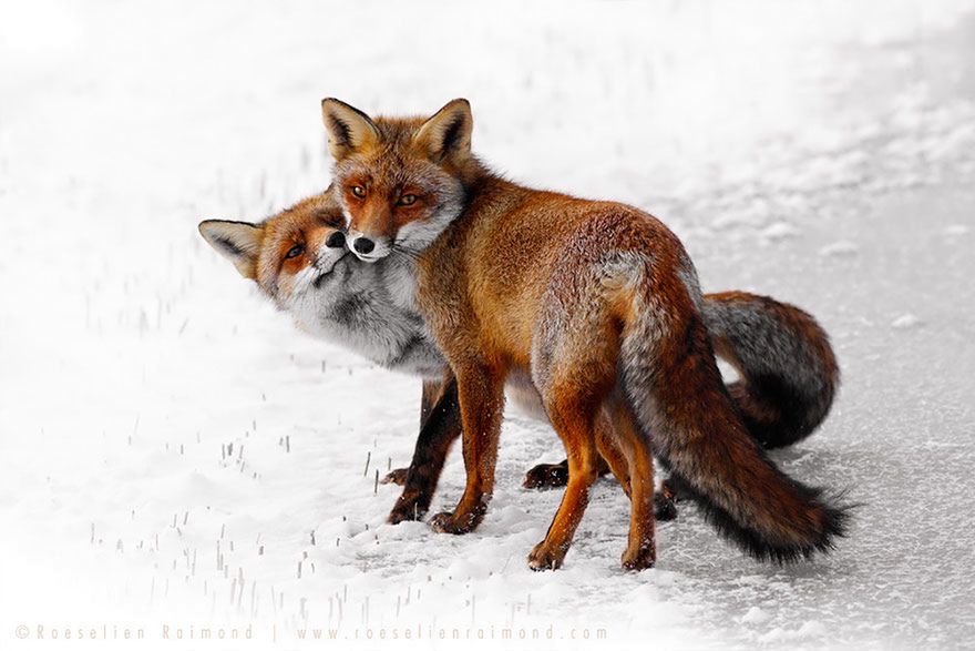 Jak robi lis? Czyli dzikie lisy Roeselien Raimond 13