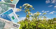 Małopolskie: Dofinansowanie na usuwanie inwazyjnych roślin z pól