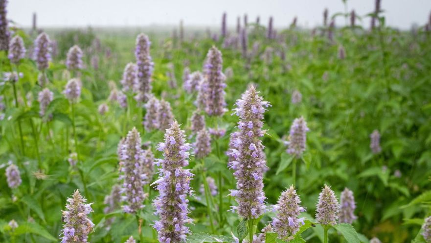 Hyzop lekarski swoje właściwości prozdrowotne i lecznicze zawdzięcza olejkowi eterycznemu, garbnikom, a także antyoksydantom. 