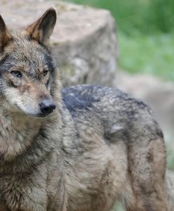 Ostrzeżenie przed wilkami. Pojawiły się na przedmieściach tego miasta