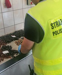 Rosjanie wpadli na granicy. Przemycali błyskotki z obwodu