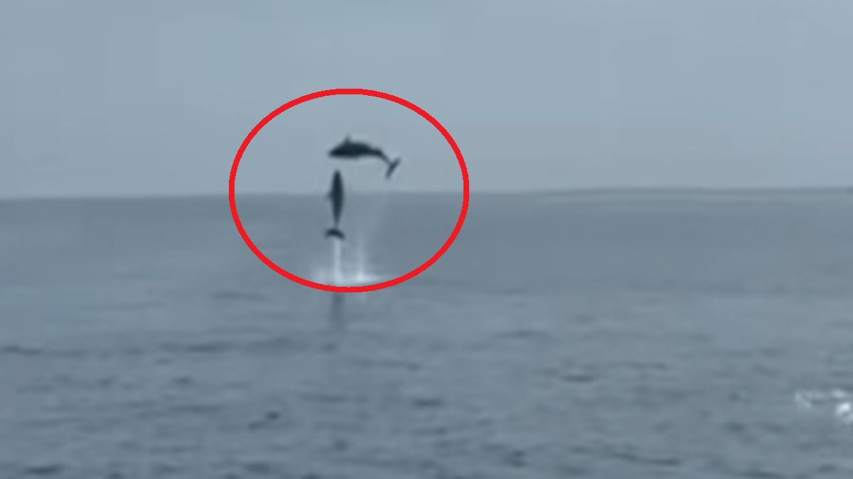 Delfiny szalały w Morzu Adriatyckim.