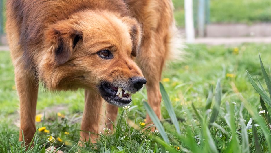 Aggressive dog barks, baring teeth. Dangerous Angry Dog
dog, angry, aggressive, barking, dangerous, active, aggression, anger, animal, attack, beast, big dog, bite, canine, carnivore, closeup, conflict, confrontation, crazy, cruel, danger, doggy, enraged, fang, furious, growl, growling, hostile, howl, hunting, intimidating, mammal, pedigree, pet, puppy, purebred, rage, savage, scarey, security, teeth, vicious, violent, wild, brown