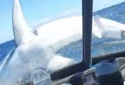 Serca stanęły im ze strachu. Rekin "wbił" na łódź