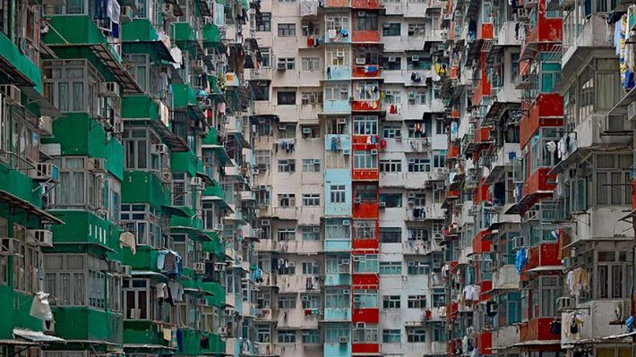 Mrówkowce w obiektywie 1