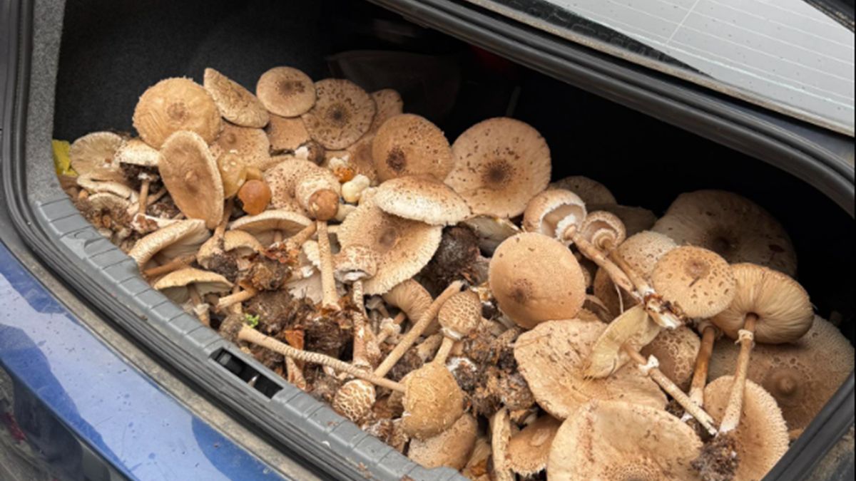 Grzybiarz pochwalił się zebranymi kaniami.