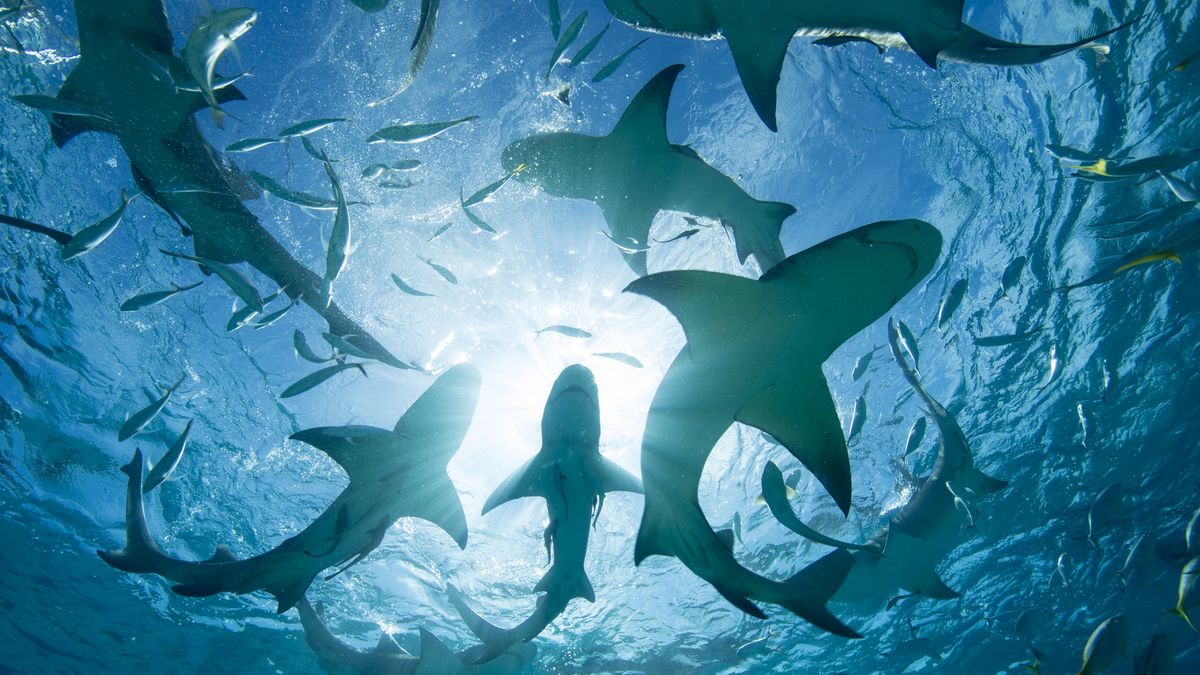 Rekiny — zdjęcie ilustracyjne