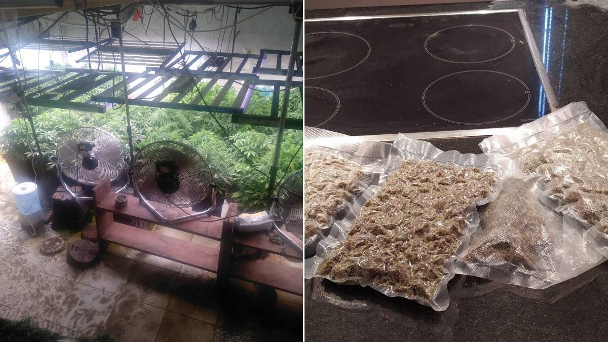 Profesjonalna plantacja konopi w jednym z domów na terenie Lublina