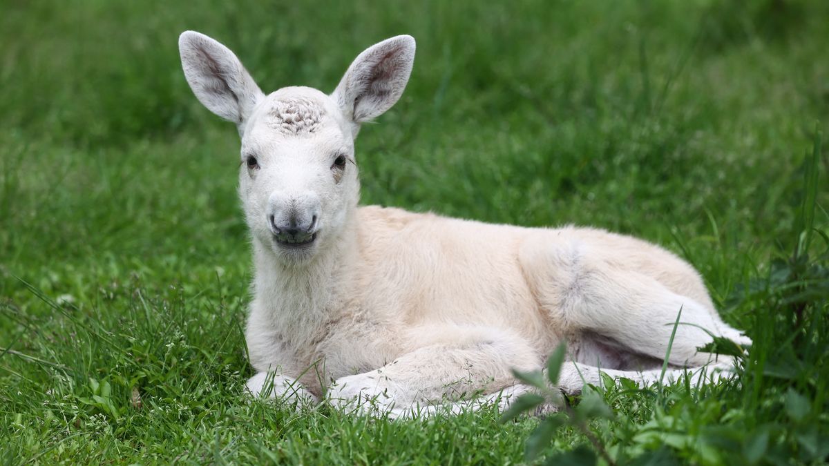 Karolcia to biały łoś przebywający w ośrodku "Leśne Pogotowie" w Mikołowie.
