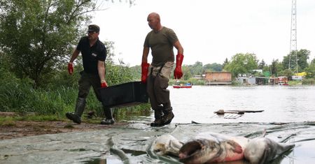 Co stało się z Odrą? Ten koktajl toksyn odpowiada za katastrofę