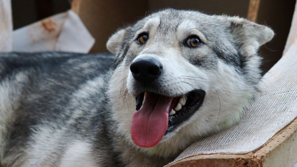 Wilczak zagryzł trzymiesięcznego chłopca. Zwierzę należało do rodziny. Zdjęcie ilustracyjne. 