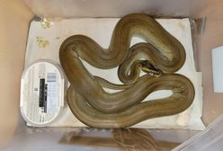 Cztery pytony i anakonda w mieszkaniu starszej kobiety. Pozostawiła je tam inna osoba