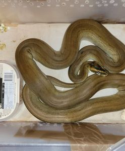 Cztery pytony i anakonda w mieszkaniu starszej kobiety. Pozostawiła je tam inna osoba