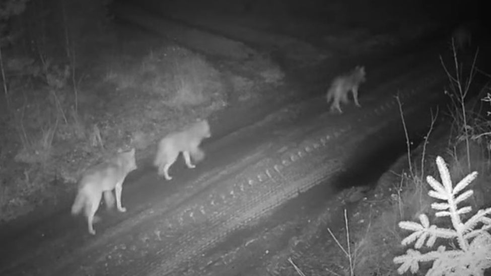 Wataha wilków w polskim lesie. "Piękny widok"