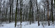 Rzeszów: Kolejne prace pielęgnacyjne na Lisiej Górze