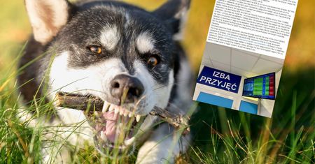 Pogryzł go pies sąsiadów. Oto co zastał na SOR