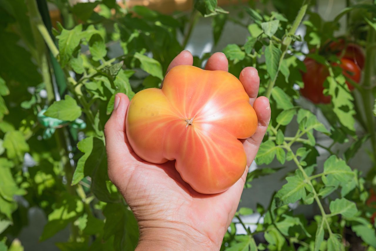 Pineapple tomatoes