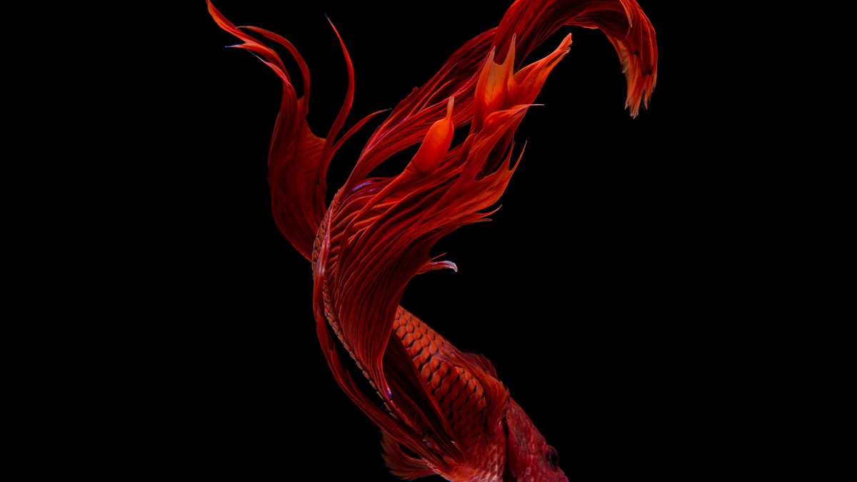 "Beta Paradiso" czyli piękno wojowniczych ryb zamknięte w akwarium 1