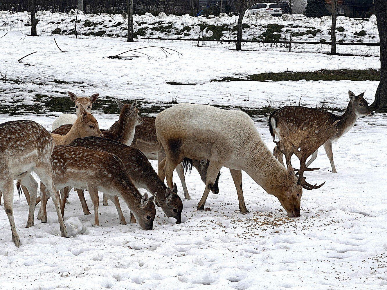 Jerzy Ptaszek i jego daniele