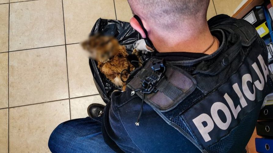 W zamrażarce znaleziono futro rysia
