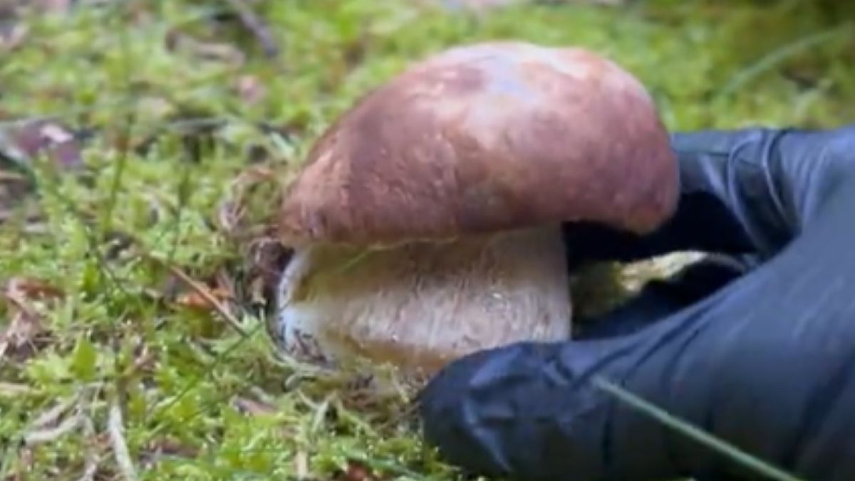 Polka poszła na grzyby w Danii. Ludzie nie dowierzają