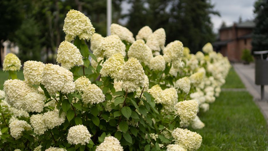 hortensje
