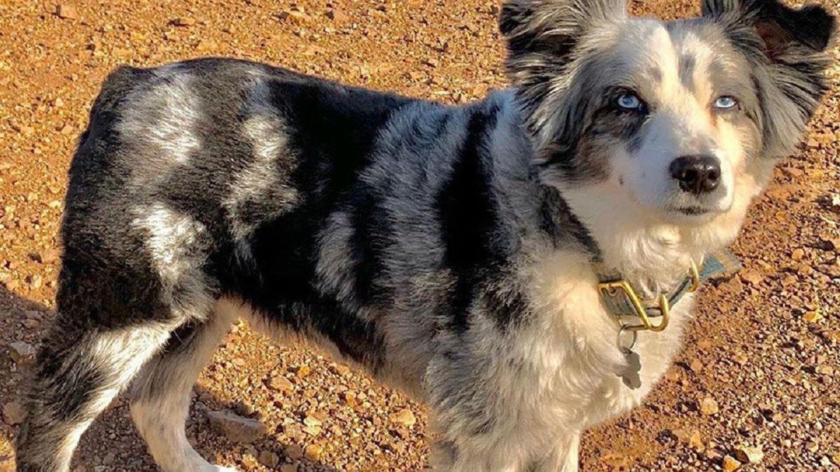 6-letni Jackson, pies Emilie, został skradziony w grudniu. Kobieta robiła wszystko, żeby go odzyskać