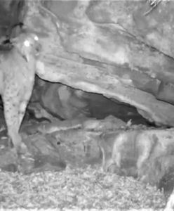 Ryś w oku kamery. Leśnicy zapowiadają: Nadszedł wyjątkowy czas w roku