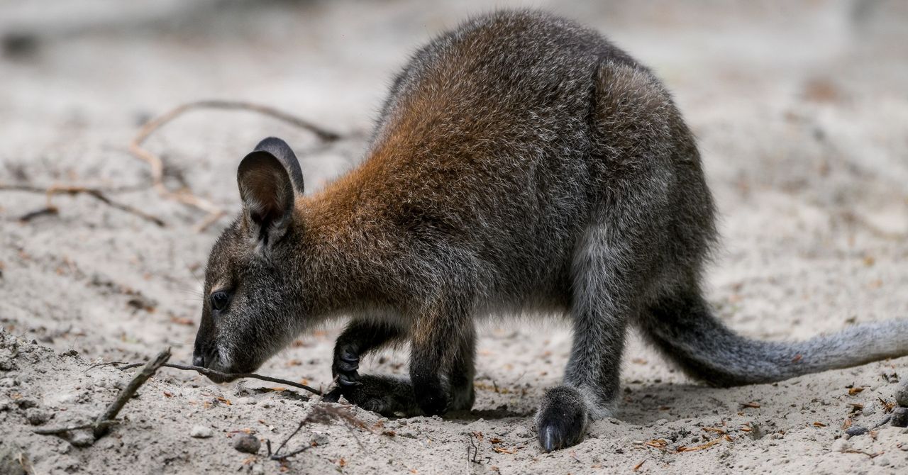 Gdańsk: Zoo czeka na gości. Wybierzcie się na spacer