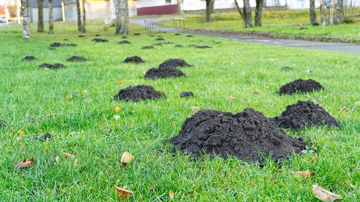 Krety usypują w ogrodach nieestetyczne kopce