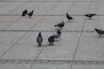 Tarnów: Gołębie problemem na osiedlach mieszkaniowych. Straż miejska karze mandatami za dokarmianie ptaków