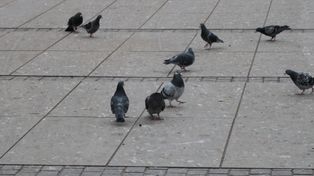 Tarnów: Gołębie problemem na osiedlach mieszkaniowych. Straż miejska karze mandatami za dokarmianie ptaków