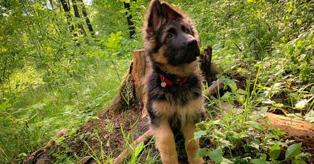 Adoptujesz psa, dostaniesz 800 zł. Ciekawa oferta dla mieszkańców