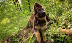 Adoptujesz psa, dostaniesz 800 zł. Ciekawa oferta dla mieszkańców