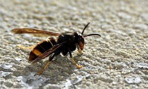 Znaleźli go pod Krakowem. Teraz sprowadzają specjalistów z Francji