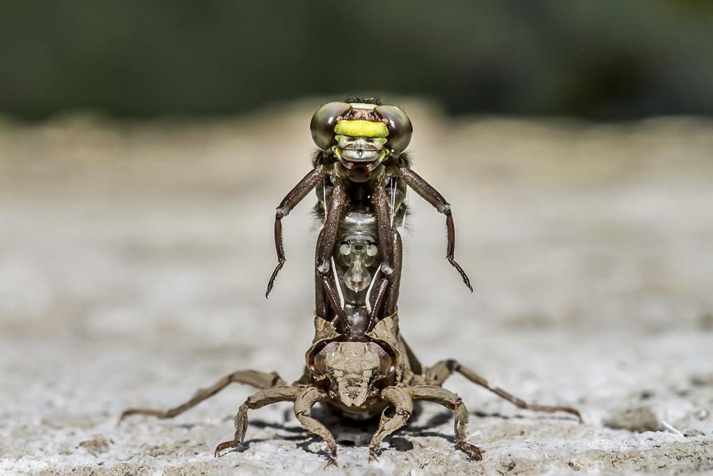 Prezentujmy Wam zwycięskie zdjęcia konkursu British Wildlife Photography Awards 2016 10