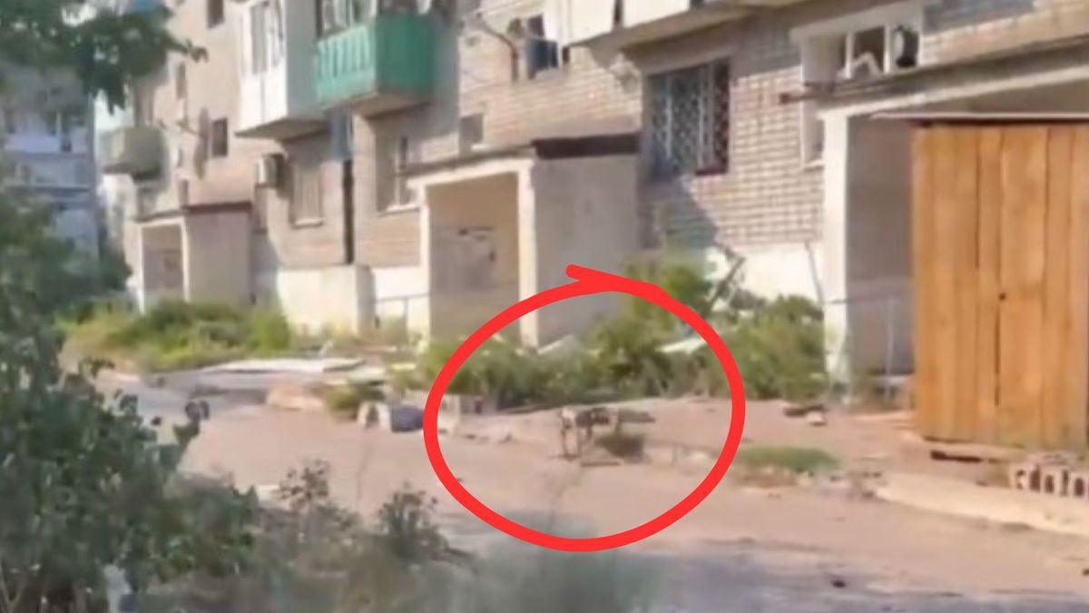 Ukraińskie wojska na froncie wspierają roboty-psy