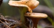 Uwielbiany grzyb ma trującego sobowtóra. Leśnicy ostrzegają przed pomyłką