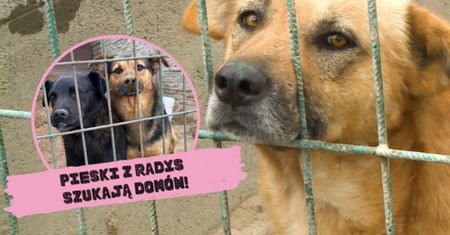 Pudelek odwiedził schronisko w Radysach! "TO BYŁ KOSZMAR ZWIERZĄT"