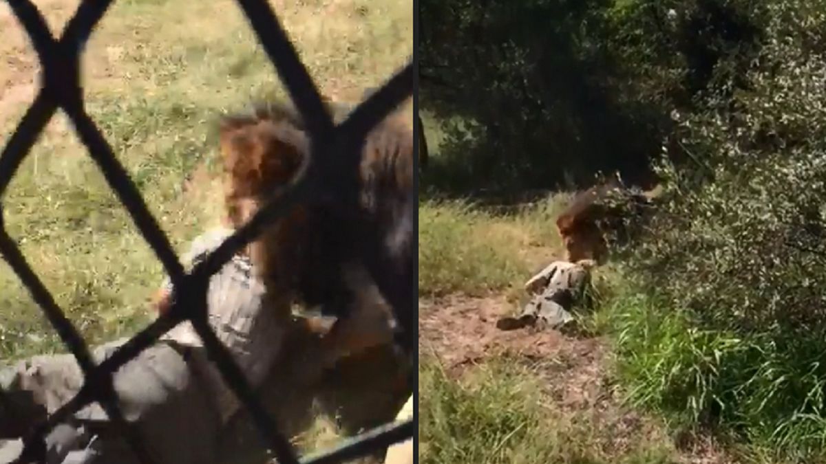 Opiekun został zaatakowany przez lwa.