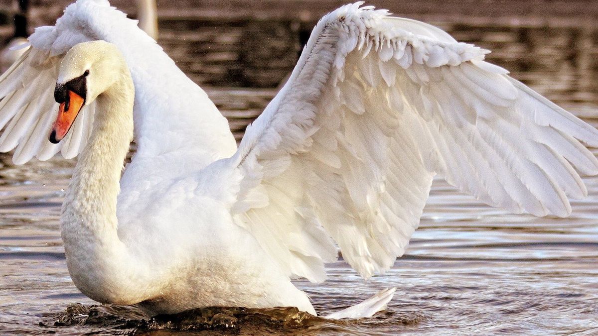 Pan Zbigniew po powrocie do domu znalazł w sypialni martwego łabędzia. 