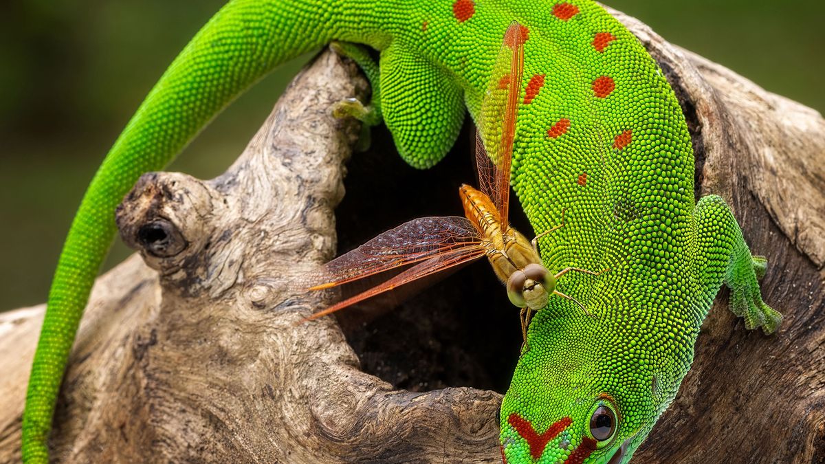 Ważka wylądowała na gekonie. Dobrze, że fotgoraf wykazał się niezwykłym refleksem.