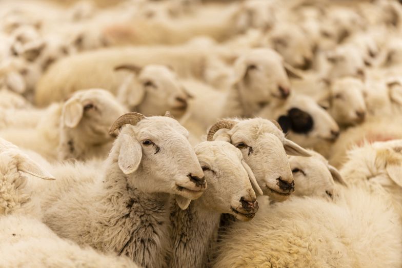 Martwe owce i jagnięta. Koszmar zwierząt pod Krzeszowicami
