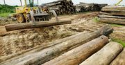 Zakazane drewno w Polsce. "Dokumenty są fałszowane"