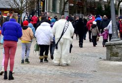 Biały miś pogrążył Zakopane. "Straty na kilkaset tys. zł"