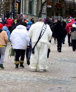 Biały miś pogrążył Zakopane. "Straty na kilkaset tys. zł"