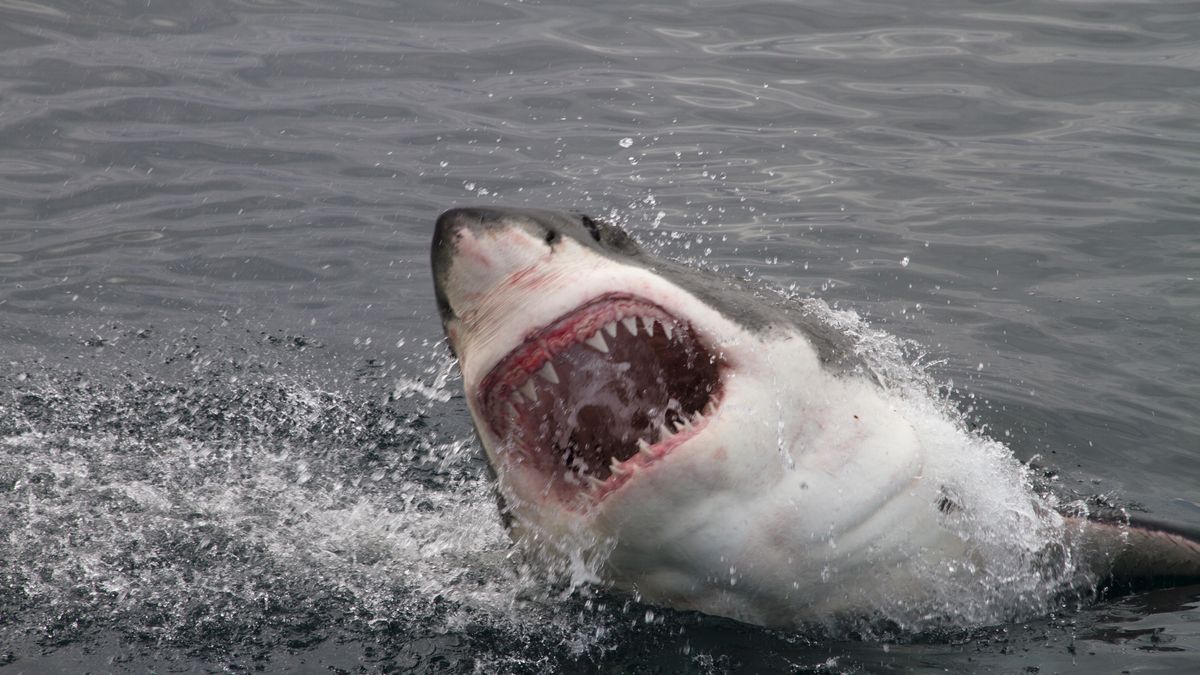 Attack great white sharkattack, fear, fish, sea, ocean, shark, white shark, great white shark, teeth, mouth, jumping, water, scary, frightening, jaw, bite, biting, eat, hungry, help, close, blood, predator, huge